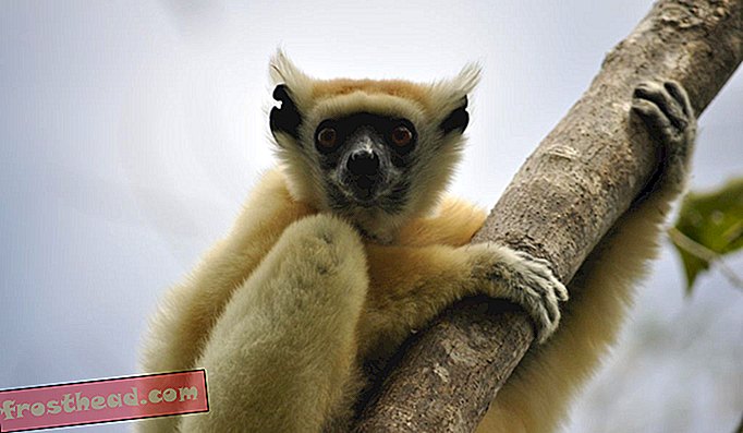 Zlatá korunovaná sifaka, jeden z nejvzácnějších lemurů Madagaskaru.