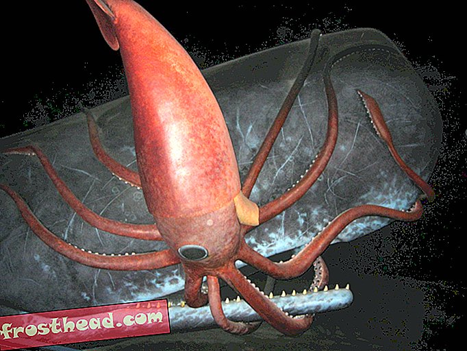 artikler, videnskab, dyreliv - Clyde Roper kan ikke vente med at blive angrebet af en gigantisk blæksprutte
