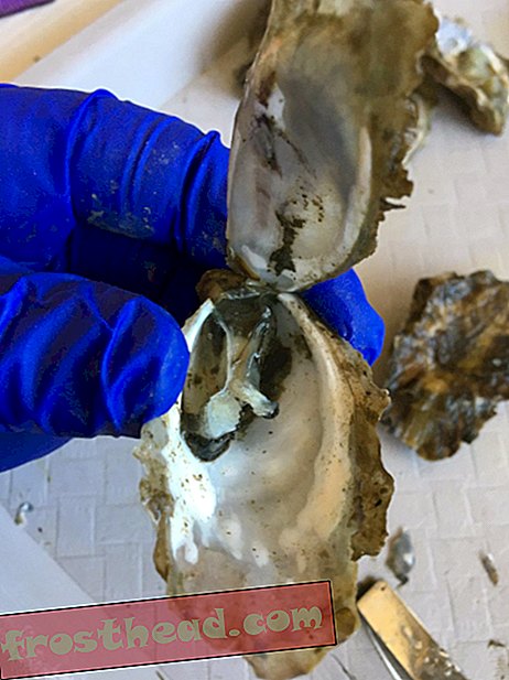 Austrid võivad herpese saada ja see tapab neid