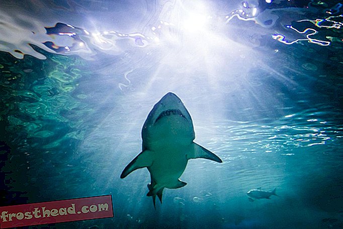 Un tiburón en el Ripley's Aquarium de Canadá