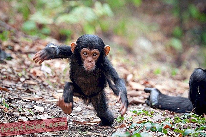 Berjalan Chimps Berpindah di Cara yang serupa dengan Manusia