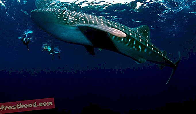 Um tubarão-baleia nada nas Filipinas.