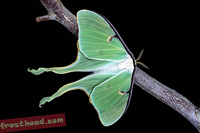 Las hermosas alas de Luna Moths lanzan ataques de murciélagos