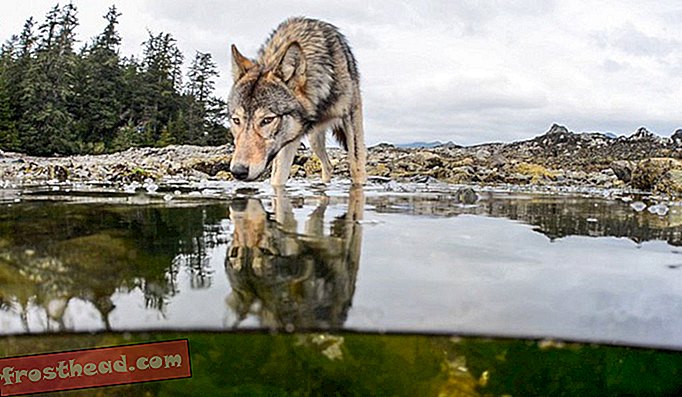 バンクーバー島の灰色オオカミは、海からの恵み、特にサーモンを食べます。