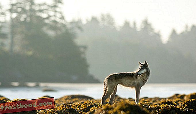 זאבים הם חלק חשוב ממסורות וסיפורי האומות הראשונות בחוף.