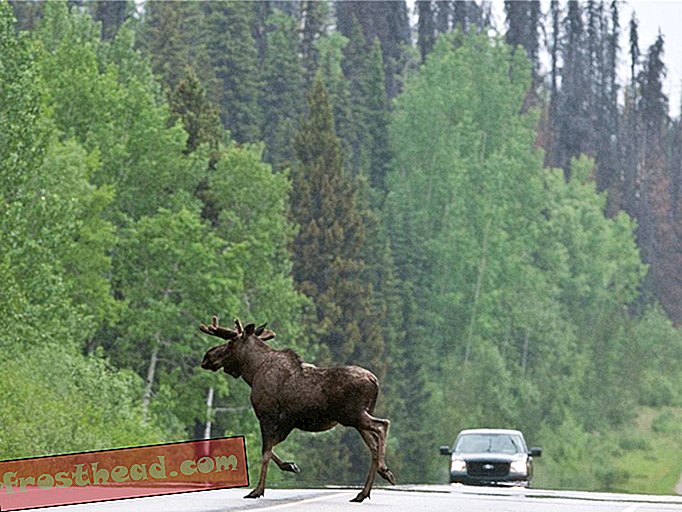moose on road.jpg