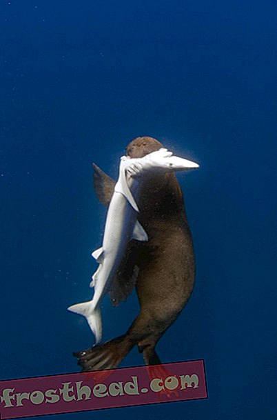 Des phoques à fourrure capturés en train de préparer des requins au large de l'Afrique du Sud