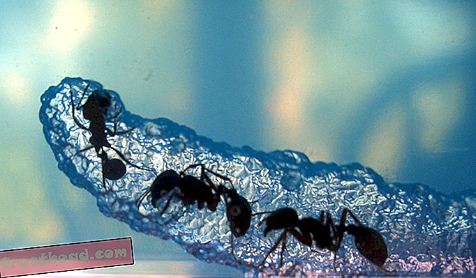 artikelen, wetenschap, dieren in het wild - An Ant's Life is No Picnic