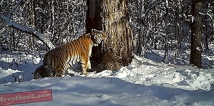 A rehabilitált tigris először örökre született kölyköket vadonban