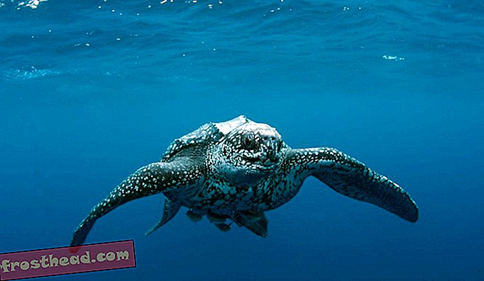 Кожена морска костенурка, снимана в открития океан край Флорида.