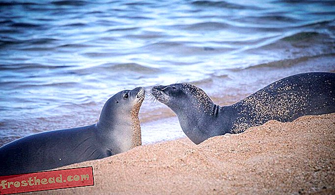 Тюлени ювенильного и отъявленного монаха приветствуют друг друга на пляже Кауаи в 2014 году.
