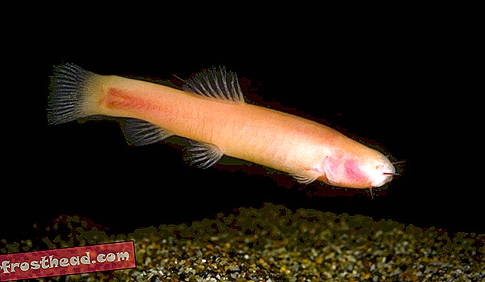 Ove slijepe somalske japanske ribe zapravo su prilično jednostavne za oči ... čak i ako nemaju sebe.