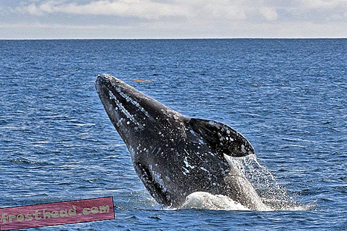 Сиви кит