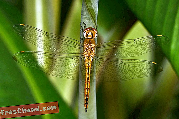 Globe Skimmer Dragonfly