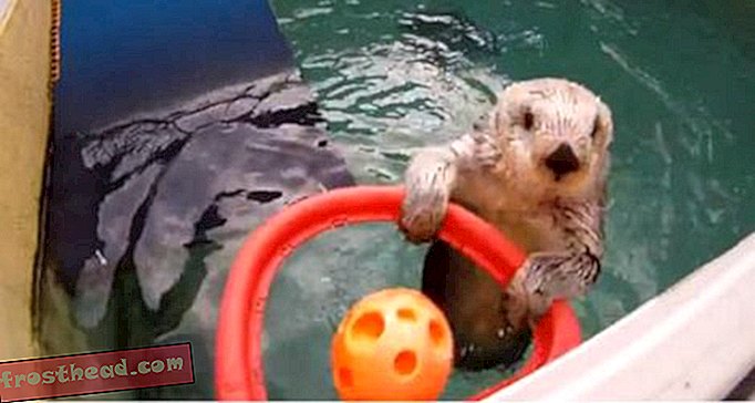 Otter õpib Oregoni loomaaias terapeutilist korvpalli mängima
