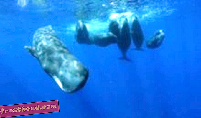 članki, znanost, divjad - Smrtonosni klic sperme kitov