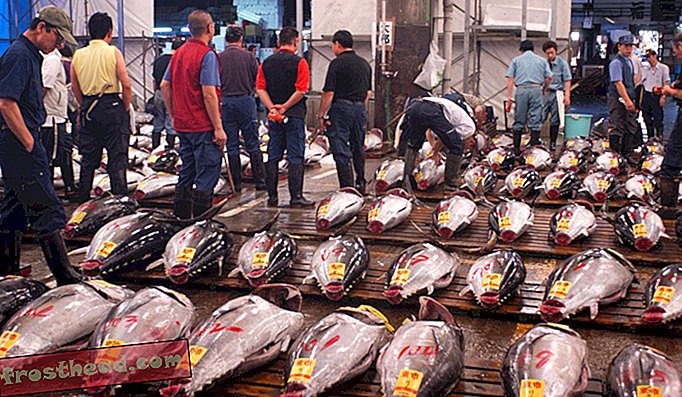 Многи јужни плавооки тун који је подигла аустралијска индустрија аквакултуре завршава на тржници Тсукији у Токију у Јапану.