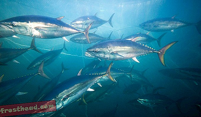 Након што се излежу, млада јужна плавоока туна прогута се дуж обале Западне Аустралије са својих места за мријештење у близини Индонезије. Неки који настављају на исток, у Велику аустралијску битку, заробљени су за аквакултуру.