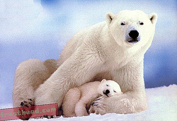 Eisbären als bedroht eingestuft