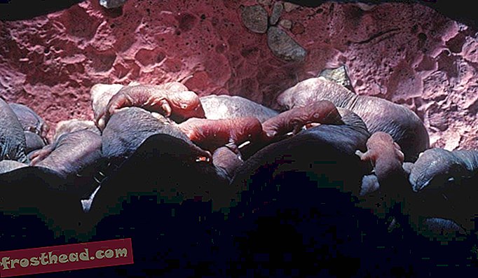Une bonne méthode parentale pour les rats-taupes nus consiste à garder les chiots au chaud et en sécurité.