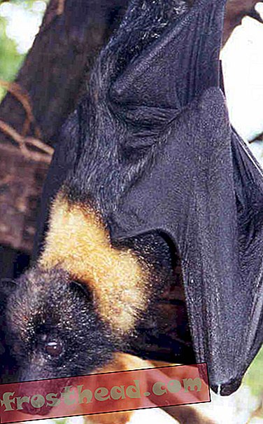 Batty About Flying Foxes