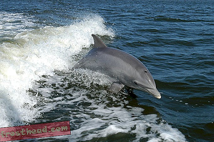 статии, наука, дивата природа - 15 години след безопасна делфина риба тон, признаци на възстановяване