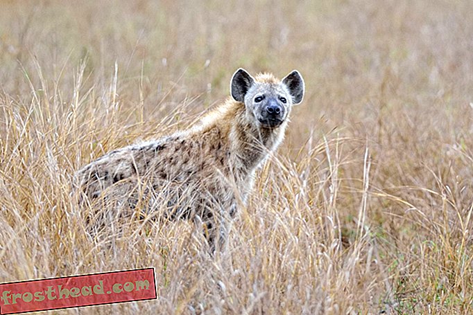 Amerika Utara Digunakan untuk Mempunyai Hyena Sangat Sendiri