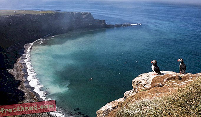 Les macareux de l'Atlantique montent la garde sur une falaise nicheuse de l'île Grímsey surplombant l'océan Atlantique Nord.