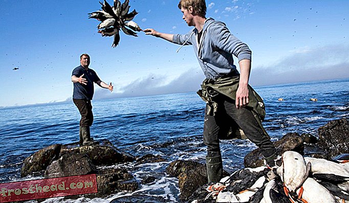 アイスランドのグリムジー島にいるツノメドリのハンターがその日の獲物を集めます。