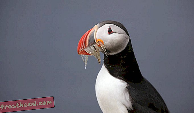 Um papagaio-do-mar atlântico prende sua captura da galeota.