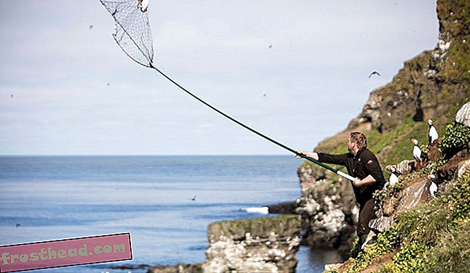Un chasseur de Westman Island attrape un macareux de l'Atlantique en utilisant un poisson traditionnel.