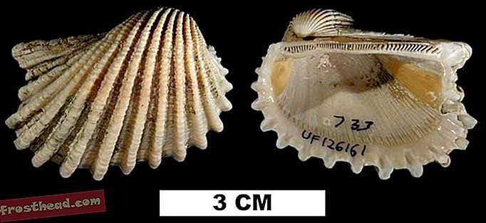 Studiare fossili di molluschi estinti