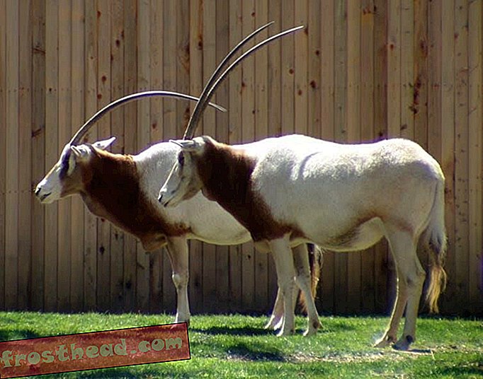 Wiele zwierząt - w tym Oryx z rogami bułatów - wymarło obecnie na wolności.