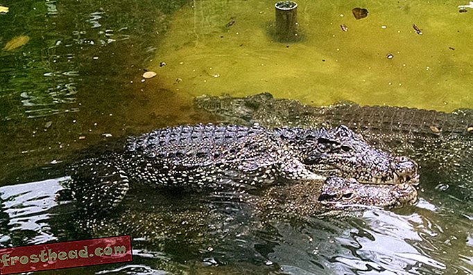 Rituais de cortejo de crocodilos cubanos no jardim zoológico nacional de Smithsonian.