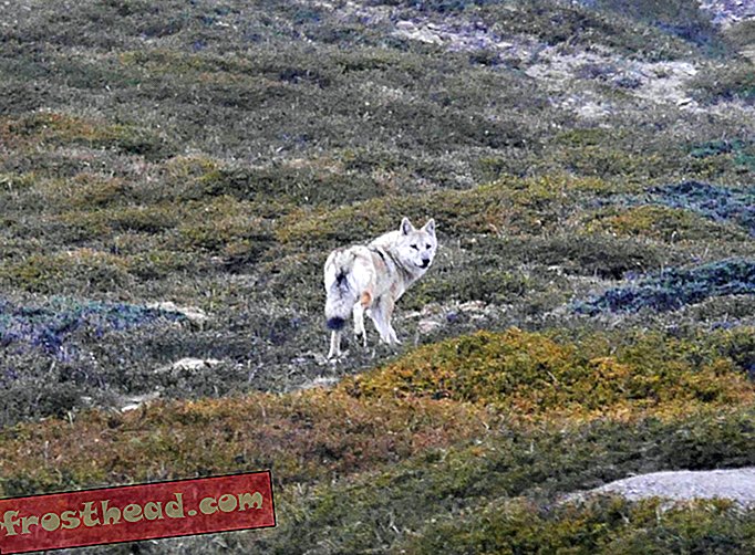 Loup himalayen dans les montagnes