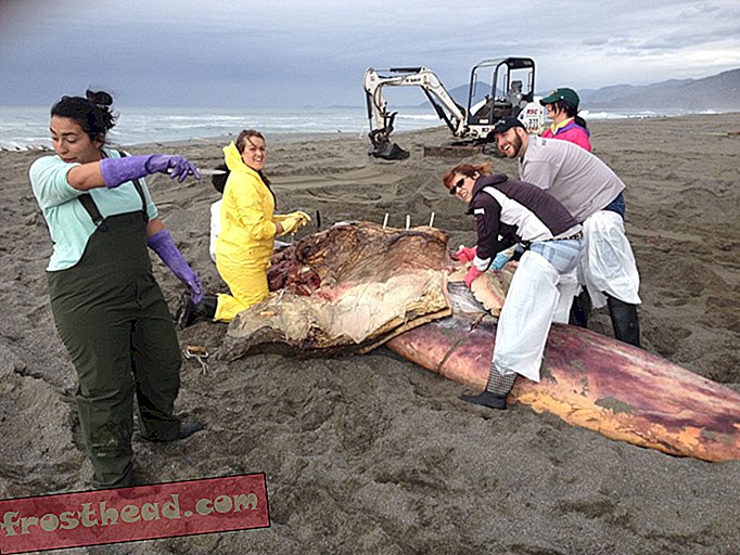 статии, наука, дивата природа - Какъв мъртъв син кит може да ни научи за живота в океана и за нас самите