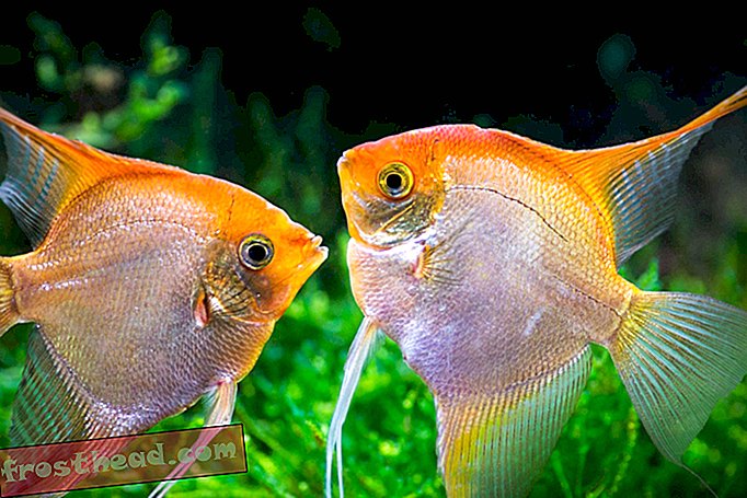 статии, наука - Една риба, две риби, риба може да брои (ish?)