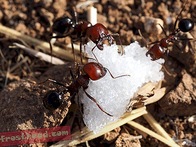 artikler, videnskab - Addict-myrer viser, at insekter også kan blive forbundet med stoffer