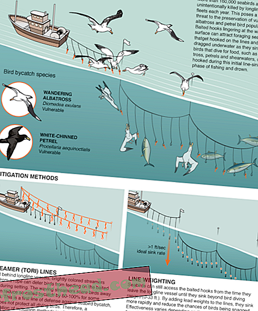 תיקונים פשוטים אלה עשויים לחסוך אלפי ציפורים בשנה מסירות דייגים