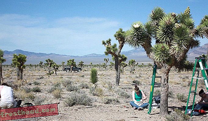 Smith og teamet hans samler Yucca-møll for å studere morfologien deres.