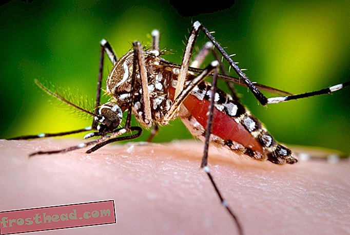 Η ελονοσία, η Zika και η Dengue θα μπορούσαν να συναντήσουν τον αγώνα τους στα βακτήρια που έχουν προσβληθεί από κουνουπιέρες