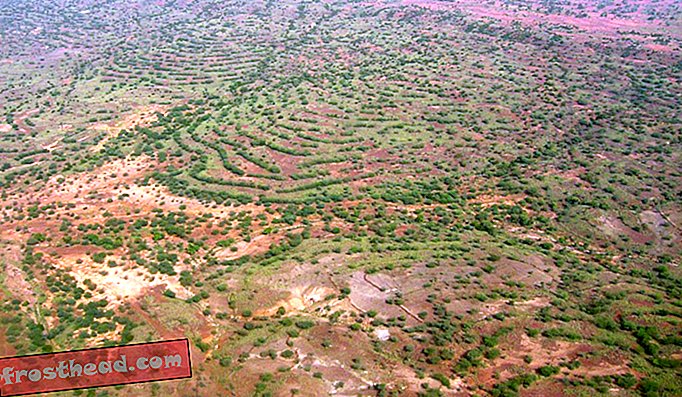 artiklid, teadus - “Suur roheline sein” ei lakanud kõrbestumisest, vaid sellest arenes midagi sellist, mis võiks olla