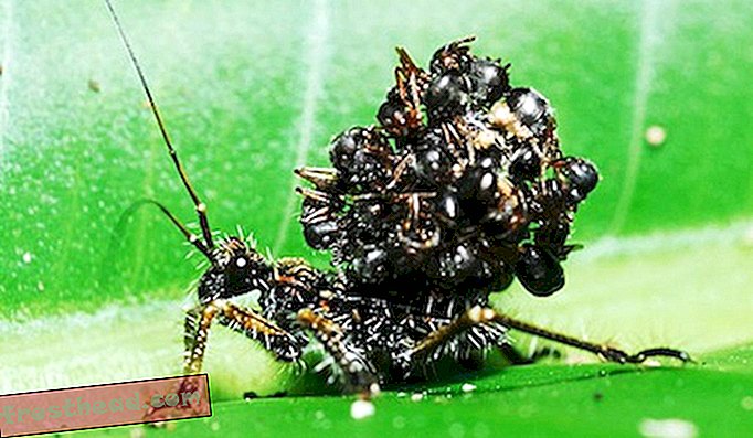 Tumpuan pembunuh moden ini menyusun semula badan semut mati di belakangnya untuk mengelirukan pemangsa.