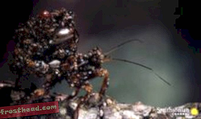 Einige alte Insekten trugen die Exoskelette anderer Insekten, um sich zu tarnen