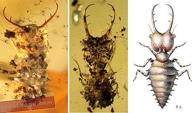 Los investigadores encontraron estas larvas de mirmeleontoides, salpicadas de escombros, en el ámbar birmano del Cretácico medio.
