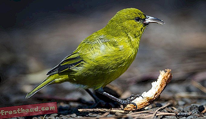 Неке популације хавајских `амакихија развиле су отпор према птичјој маларији, али те птице су тачно на путу ерупције вулкана.