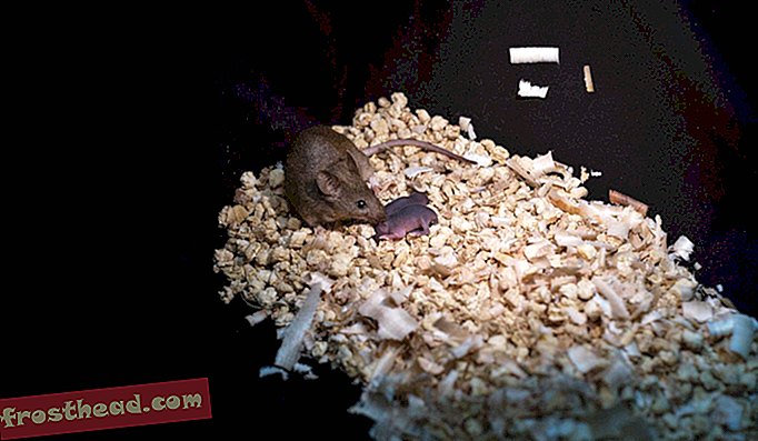 άρθρα, επιστήμη - Οι επιστήμονες παραβιάζουν τους κανόνες αναπαραγωγής από αναπαραγωγικούς ποντικούς από μονογονεϊκούς γονείς