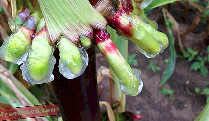 El maíz del futuro tiene cientos de años y produce su propio moco