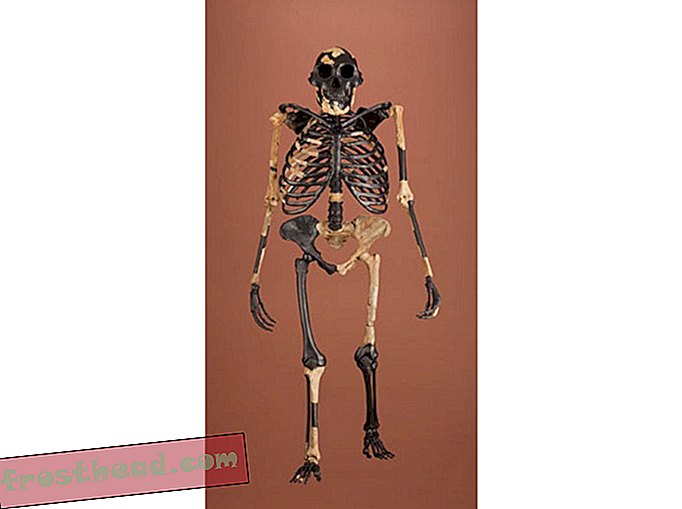 Australopithecus afarnensis