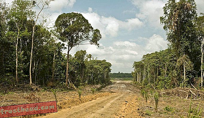 Maa puhastati Borneo saarel palmiõli istanduseks.